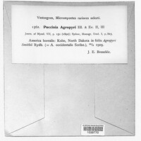Puccinia agropyri image
